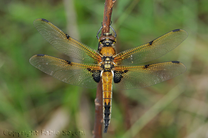 Libellula quadrimaculata f.praenubila